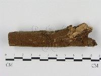 刺革菌屬藏品圖，第1張