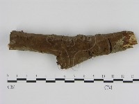 刺革菌屬藏品圖，第3張