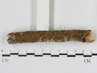 刺革菌屬藏品圖，第3張