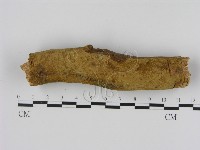 刺革菌屬藏品圖，第1張