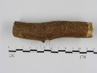 刺革菌屬藏品圖，第3張