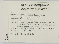 刺革菌屬藏品圖，第2張
