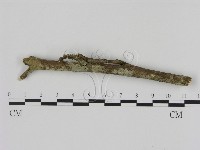 刺革菌屬藏品圖，第1張