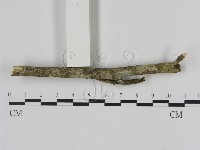 刺革菌屬藏品圖，第3張
