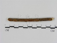 刺革菌屬藏品圖，第1張
