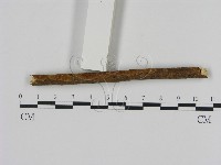 刺革菌屬藏品圖，第3張