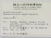 刺革菌屬藏品圖，第2張