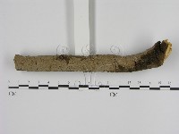 刺革菌屬藏品圖，第1張