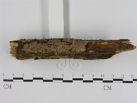刺革菌屬藏品圖，第3張