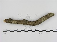 刺革菌屬藏品圖，第3張