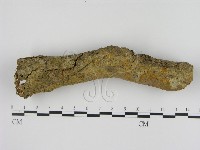 刺革菌屬藏品圖，第1張