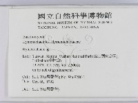 刺革菌屬藏品圖，第2張