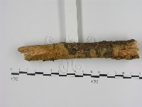 刺革菌屬藏品圖，第3張