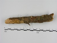 刺革菌屬藏品圖，第4張