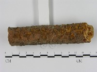 刺革菌屬藏品圖，第1張