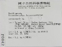 刺革菌屬藏品圖，第2張