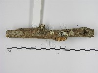 刺革菌屬藏品圖，第1張
