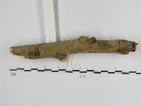 刺革菌屬藏品圖，第3張