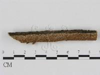 刺革菌屬藏品圖，第1張
