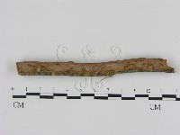 刺革菌屬藏品圖，第1張