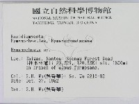 刺革菌屬藏品圖，第2張