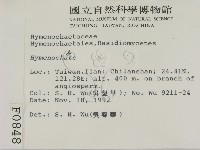 刺革菌屬藏品圖，第2張
