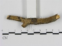 刺革菌屬藏品圖，第3張