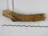 刺革菌屬藏品圖，第1張
