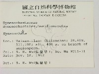 刺革菌屬藏品圖，第2張