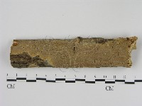 刺革菌屬藏品圖，第1張