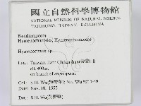 刺革菌屬藏品圖，第2張