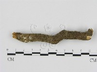刺革菌屬藏品圖，第1張