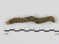 刺革菌屬藏品圖，第3張
