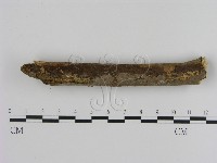 刺革菌屬藏品圖，第3張