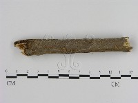 刺革菌屬藏品圖，第4張