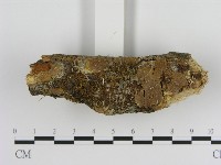 刺革菌屬藏品圖，第1張