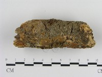 刺革菌屬藏品圖，第3張