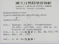 刺革菌屬藏品圖，第2張