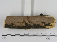 刺革菌屬藏品圖，第3張