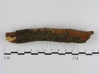 刺革菌屬藏品圖，第3張