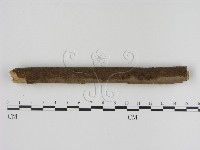 刺革菌屬藏品圖，第3張