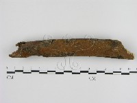 刺革菌屬藏品圖，第1張