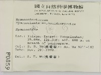 刺革菌屬藏品圖，第2張