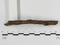 刺革菌屬藏品圖，第3張