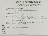 刺革菌屬藏品圖，第2張