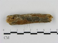 刺革菌屬藏品圖，第3張