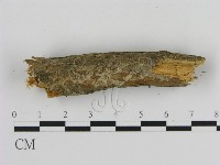 刺革菌屬藏品圖，第4張