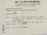 刺革菌屬藏品圖，第2張