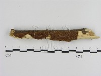 刺革菌屬藏品圖，第1張