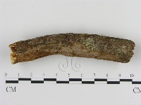 刺革菌屬藏品圖，第3張